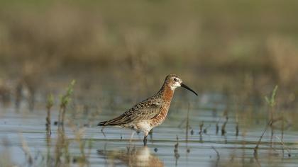 Curlew Sandpiper