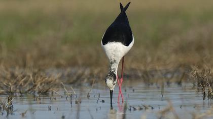 Black-winged Stilt