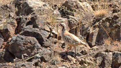 Chukar Partridge