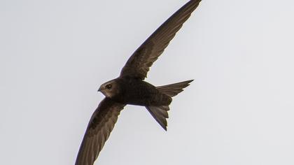 Common Swift