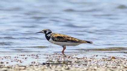 Ruddy Turnstone