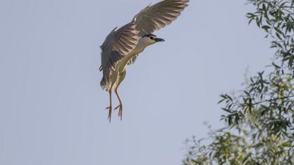 Black-crowned Night Heron