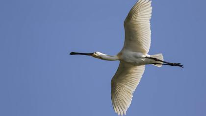 Eurasian Spoonbill
