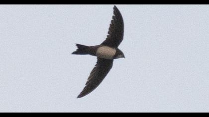 Alpine Swift
