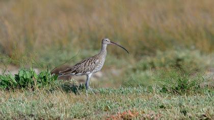 Eurasian Curlew