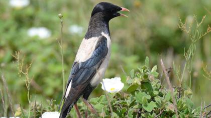 Rosy Starling
