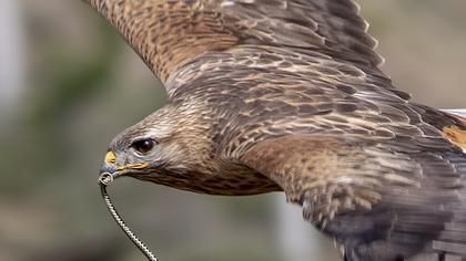 Long-legged Buzzard