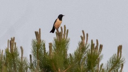 Rosy Starling