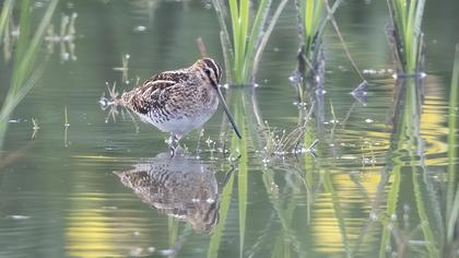 Common Snipe
