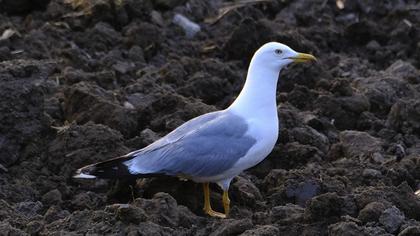 Yellow-legged Gull