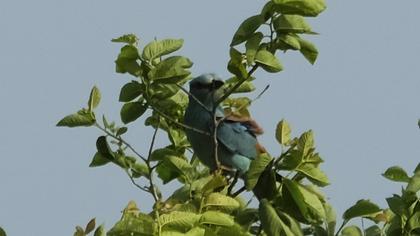 European Roller