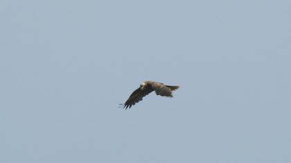 Western Marsh Harrier