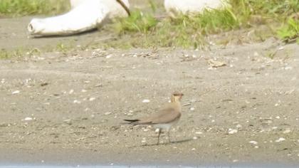 Collared Pratincole