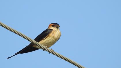 Red-rumped Swallow