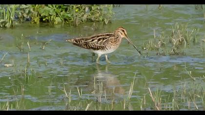 Common Snipe