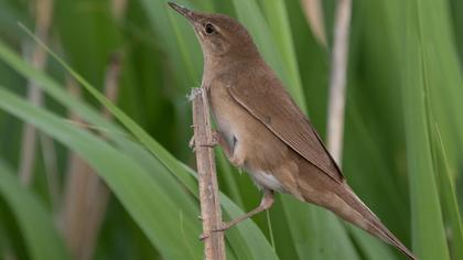 Savi`s Warbler