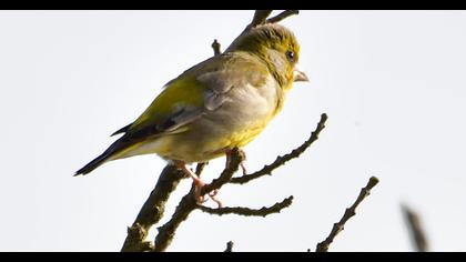 European Greenfinch