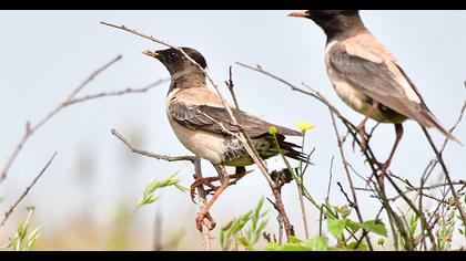 Rosy Starling