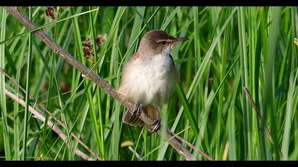 Great Reed Warbler