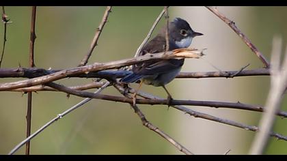 Common Whitethroat