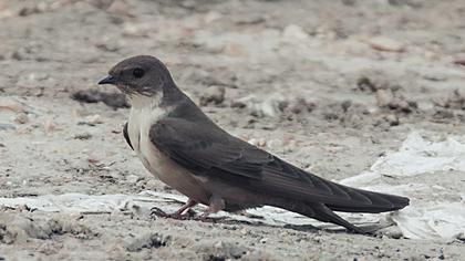 Eurasian Crag Martin