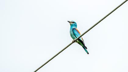 European Roller