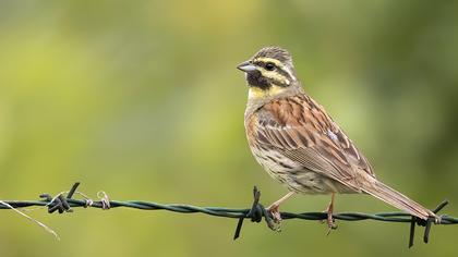 Cirl Bunting