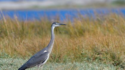 Grey Heron