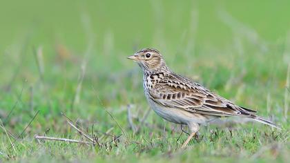Eurasian Skylark