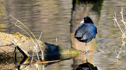 Eurasian Coot