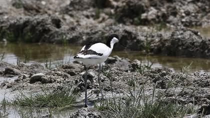 Pied Avocet