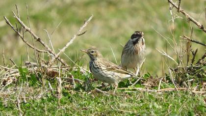 Meadow Pipit