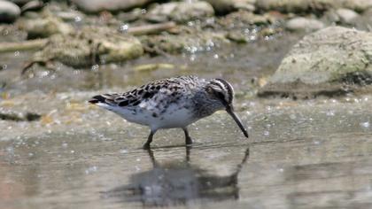 Broad-billed Sandpiper