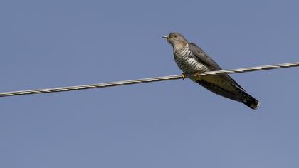 Common Cuckoo