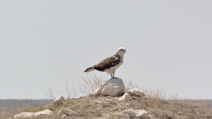 Short-toed Snake Eagle