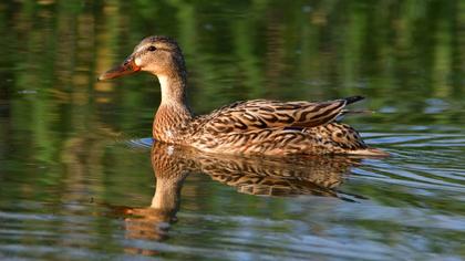 Mallard