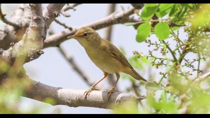 Marsh Warbler