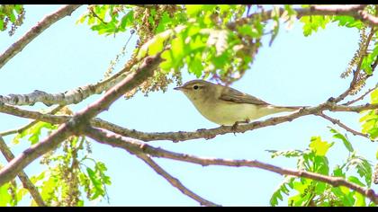 Eastern Bonelli`s Warbler