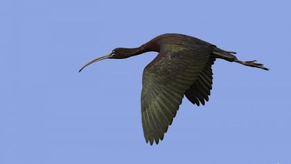 Glossy Ibis