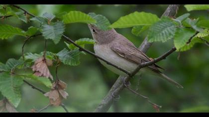 Eastern Olivaceous Warbler