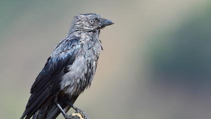 Western Jackdaw