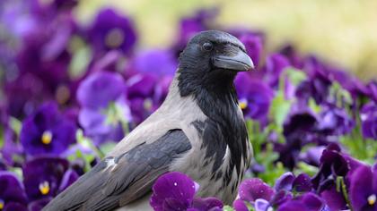 Hooded Crow