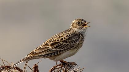 Eurasian Skylark