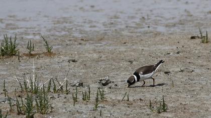 Common Ringed Plover