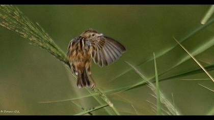 Zitting Cisticola