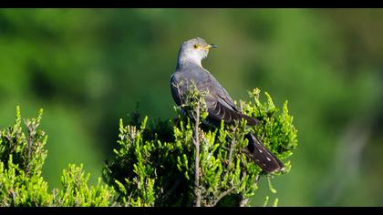 Common Cuckoo