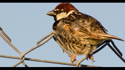 Spanish Sparrow