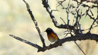 Common Redstart