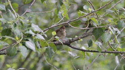 Common Nightingale