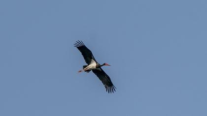 Black Stork